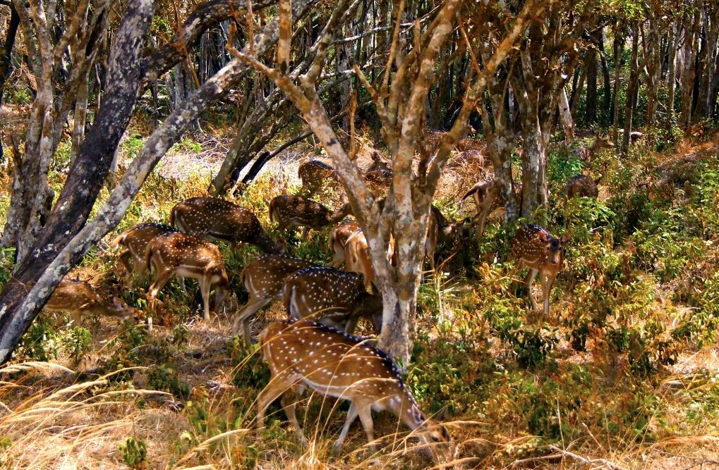 Best Time to Visit Wilpattu National Park