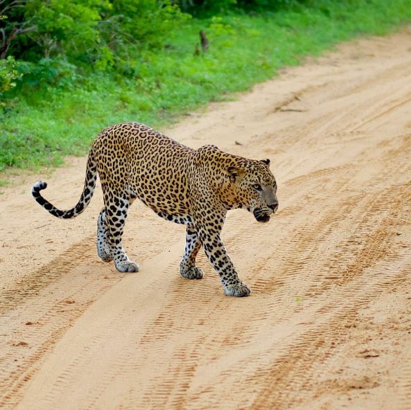 Wilpattu Leopard Diary