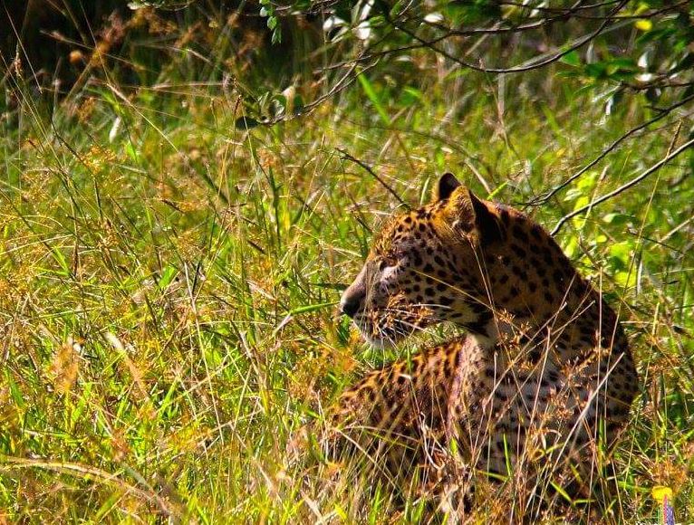 Wilpattu Entrance Fee