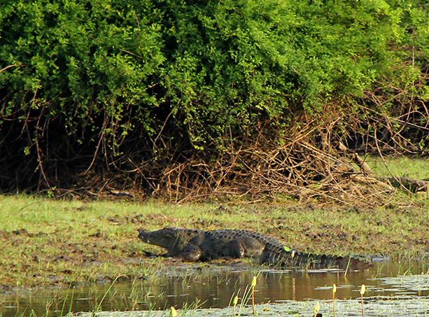 Wilpattu National Park Ticket Price