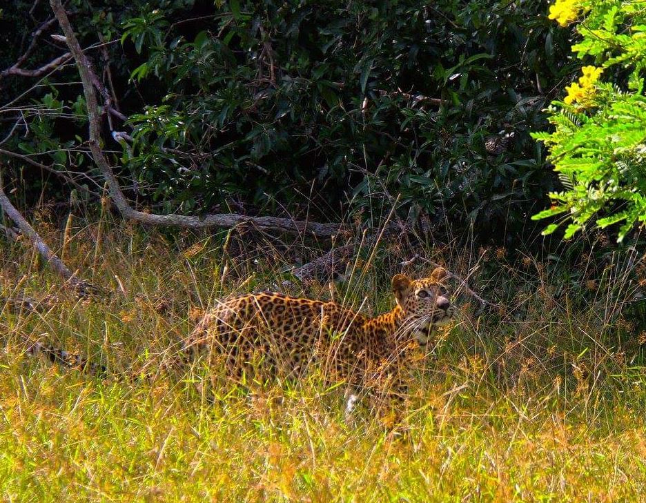 Wilpattu Jeep Safari
