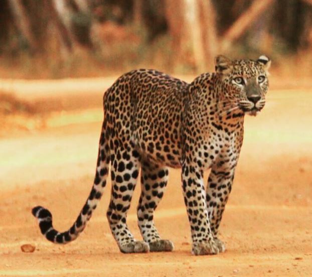 History of Wilpattu National Park