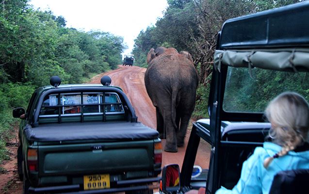 Wilpattu Safari