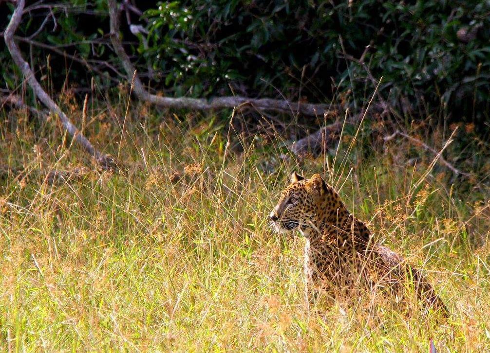 Wilpattu Safari tour