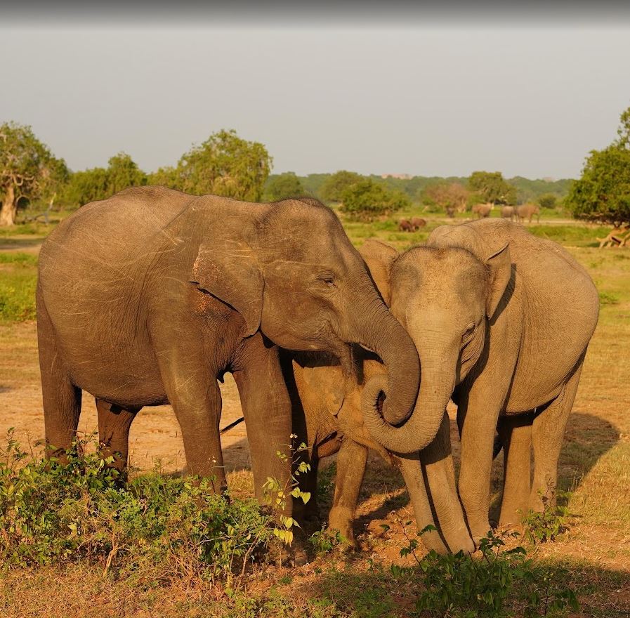 Wilpattu National Park Opening Hours