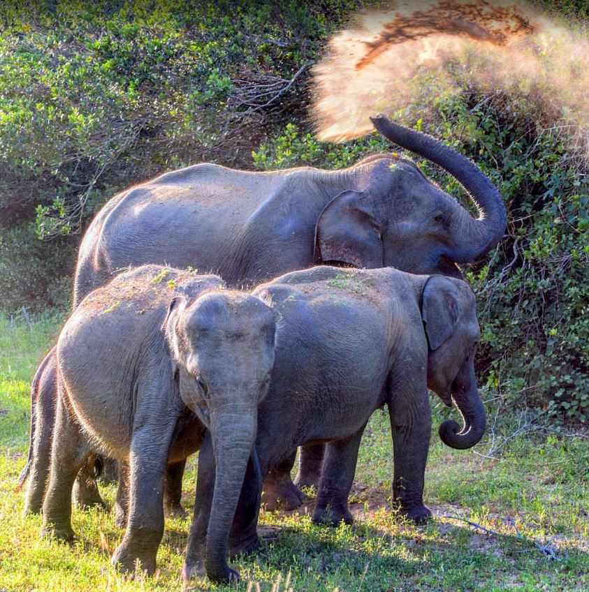 Wilpattu Safari