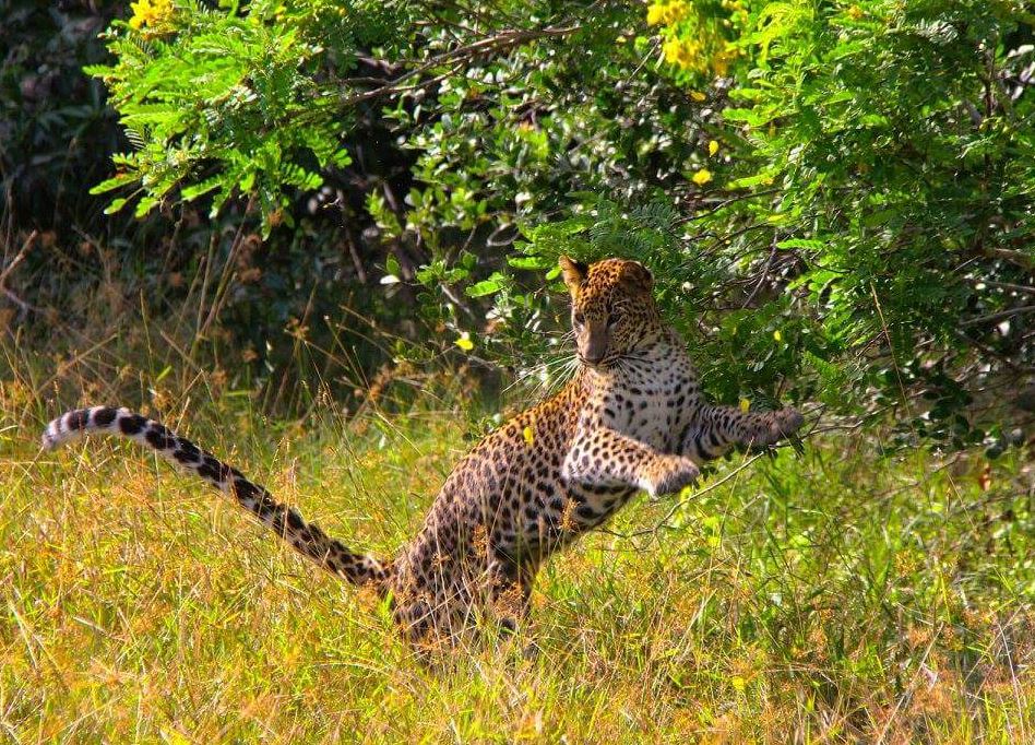 Wilpattu National Park Sri Lanka