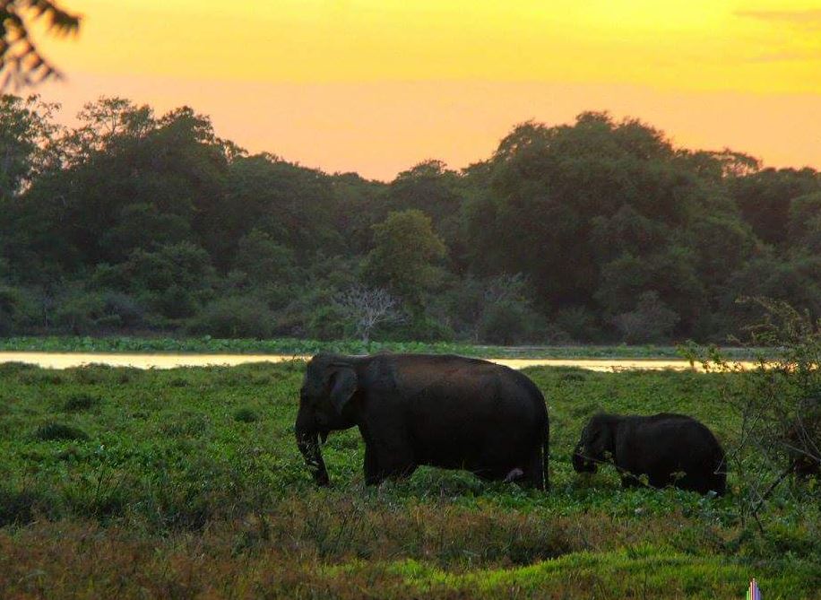 Wilpattu National Park Sri Lanka