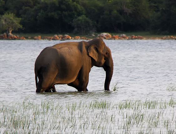 Wilpattu National Park Sri Lanka