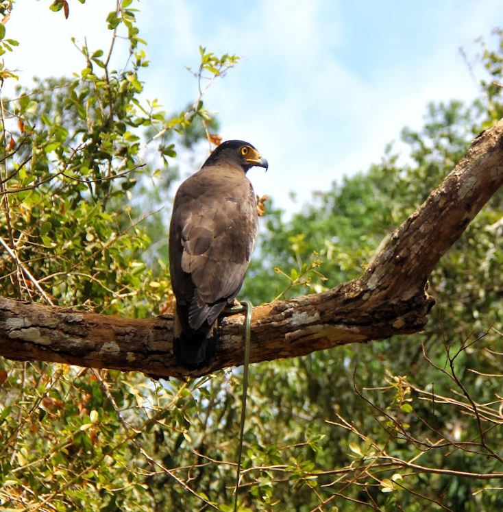 History of Wilpattu National Park