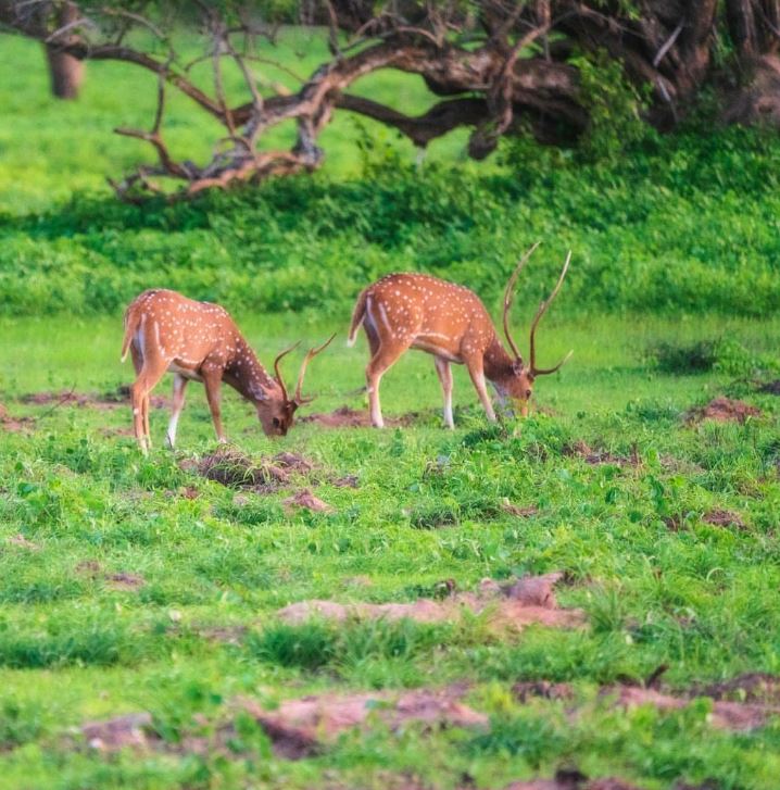 Wilpattu National Park Location