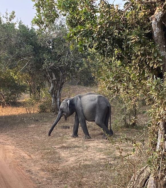 Wilpattu Jeep Safari cost