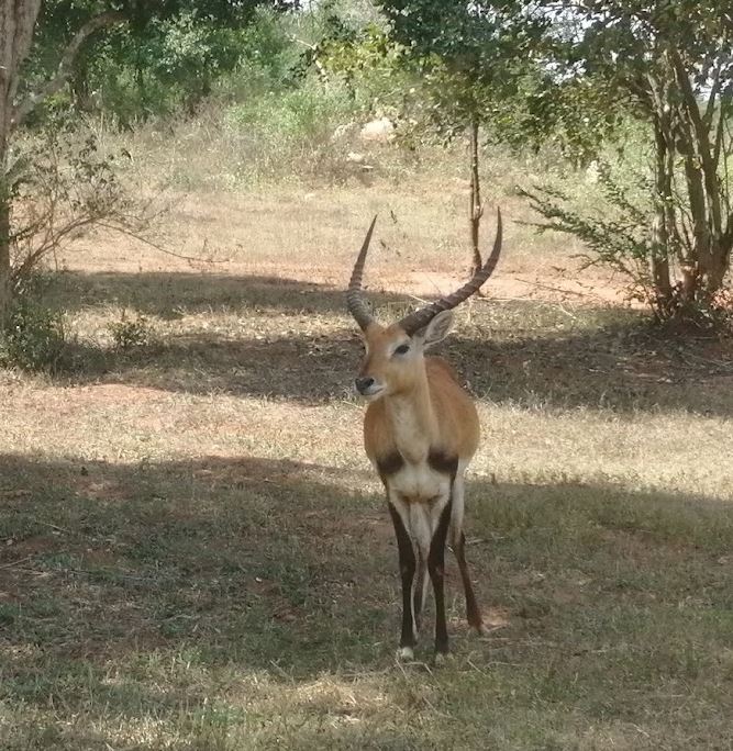 Best Hotels Near Wilpattu National Park