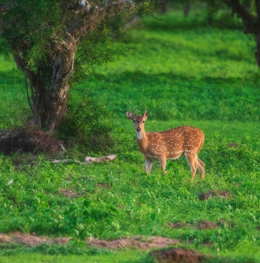 Wilpattu Safari Packages